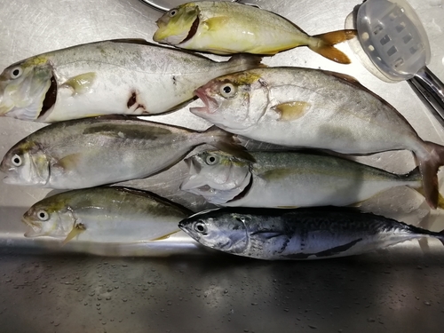 カンパチの釣果