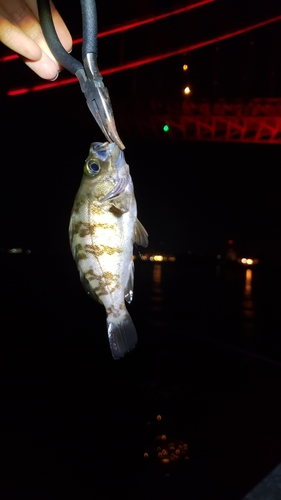 シロメバルの釣果