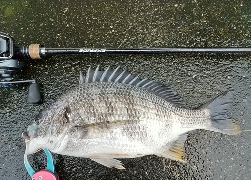 キビレの釣果