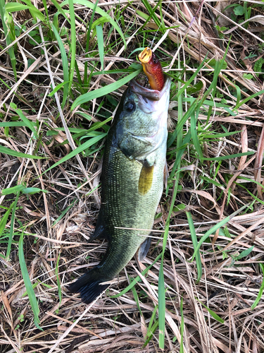 ラージマウスバスの釣果