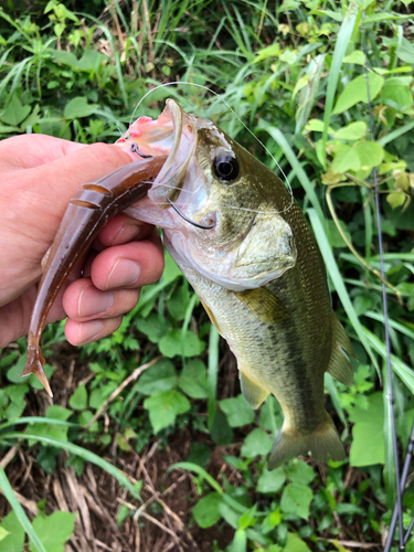 ブラックバスの釣果