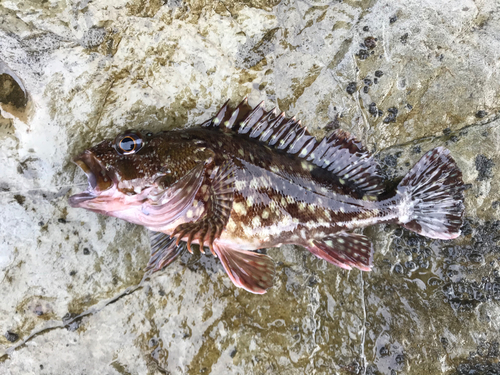 カサゴの釣果