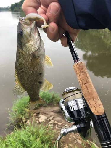 スモールマウスバスの釣果