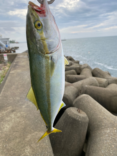 ツバスの釣果