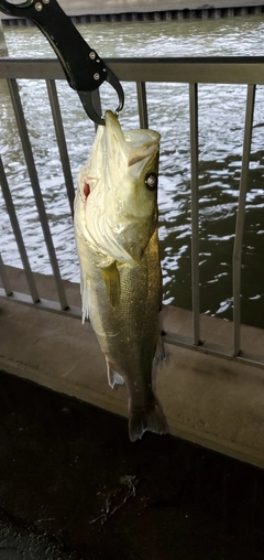 シーバスの釣果