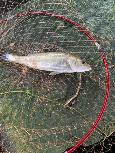 ハネ（マルスズキ）の釣果