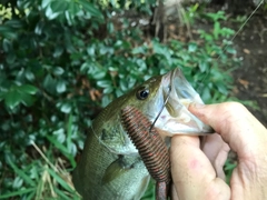 ブラックバスの釣果