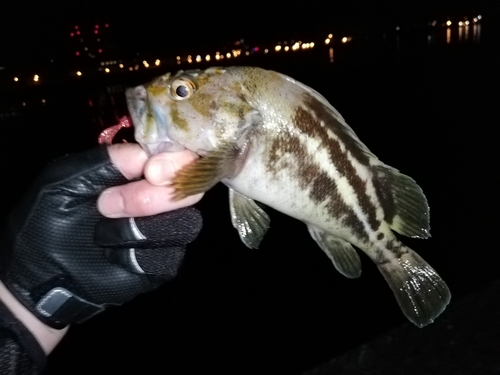 シマゾイの釣果