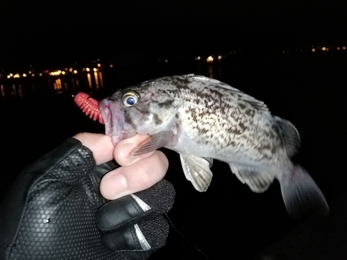 クロソイの釣果