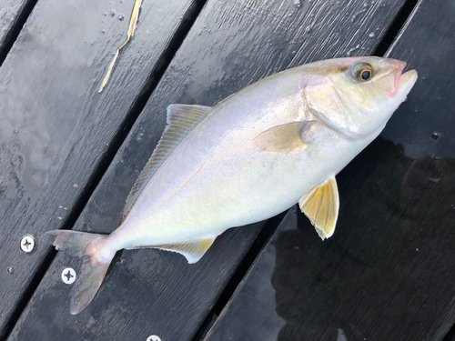 ショゴの釣果