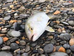 ショゴの釣果