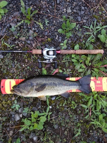 ラージマウスバスの釣果