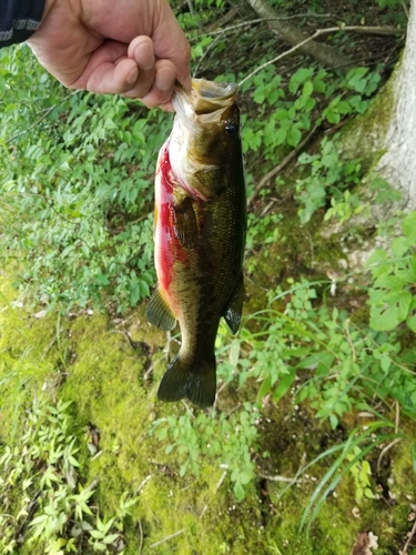 ラージマウスバスの釣果