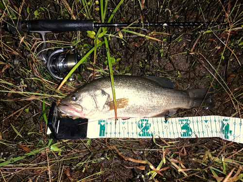 ブラックバスの釣果