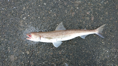 エソの釣果