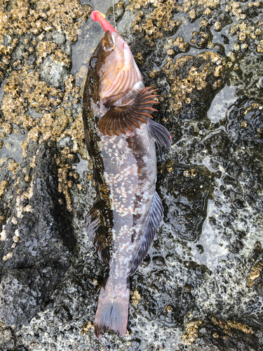 アイナメの釣果