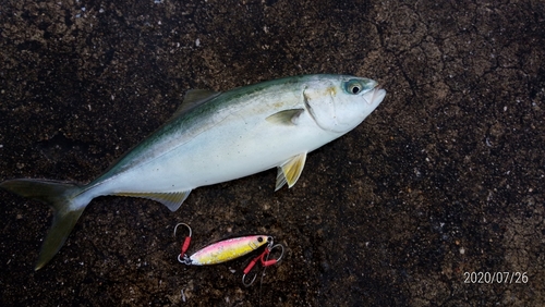 ツバスの釣果