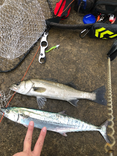 シーバスの釣果