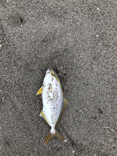 ショゴの釣果