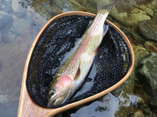 ニジマスの釣果