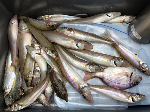 シロギスの釣果