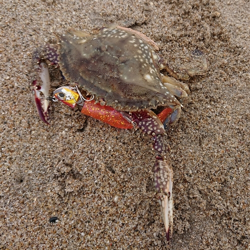 ワタリガニの釣果