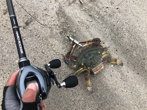 ワタリガニの釣果