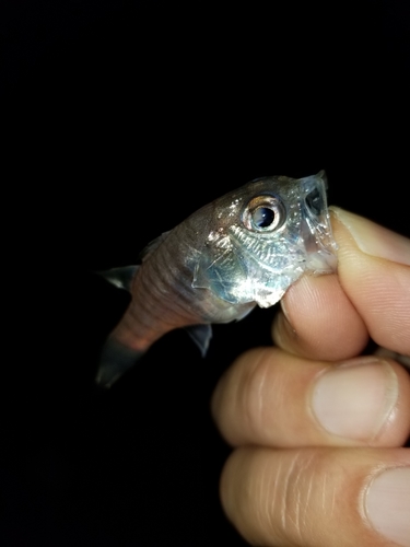 シロメバルの釣果