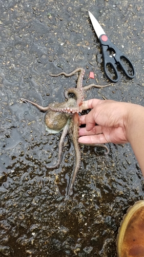 タコの釣果