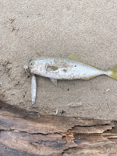 ワカシの釣果