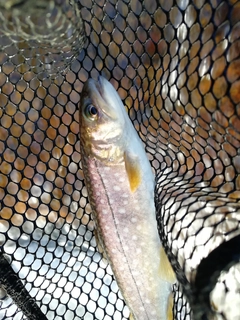 イワナの釣果