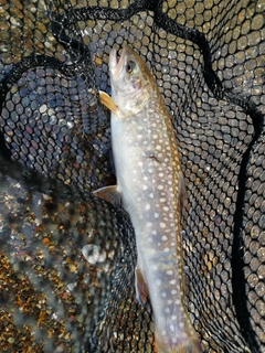 イワナの釣果