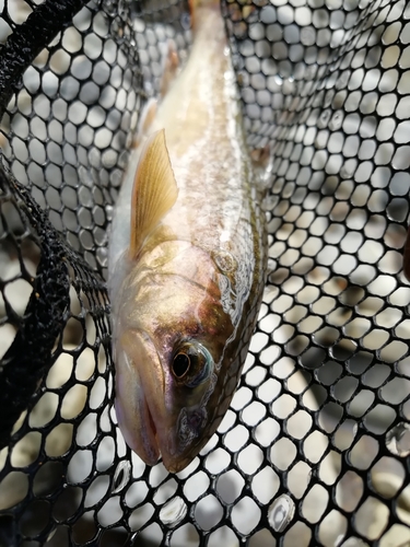 イワナの釣果