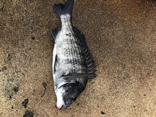 チヌの釣果