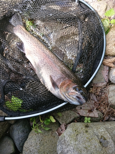 ニジマスの釣果