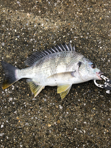 キビレの釣果