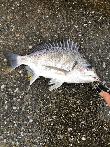 キビレの釣果