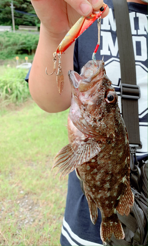 アラカブの釣果