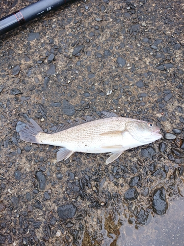 イシモチの釣果