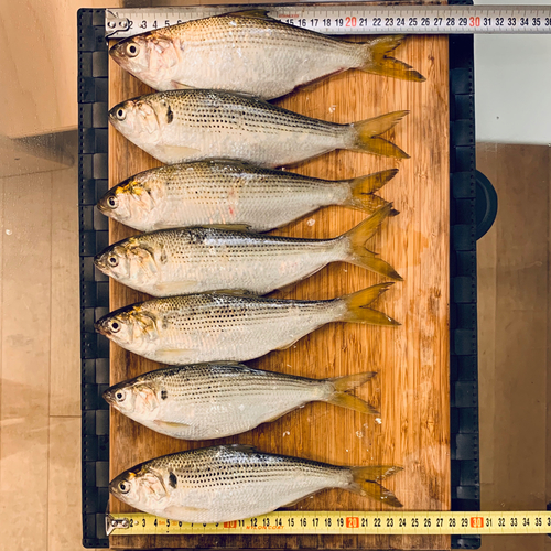 コノシロの釣果