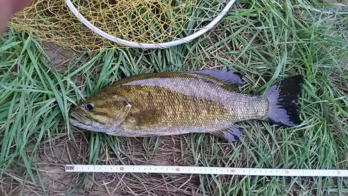 スモールマウスバスの釣果