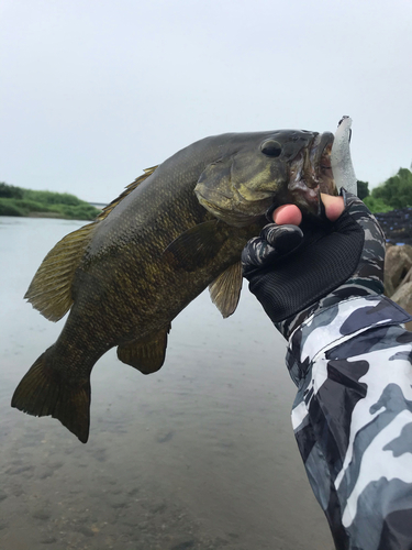 スモールマウスバスの釣果