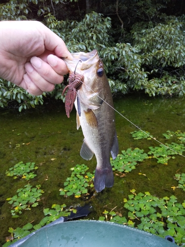 ブラックバスの釣果