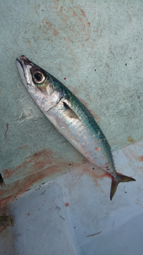 ゴマサバの釣果