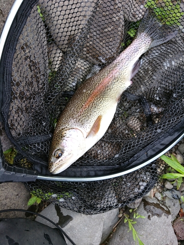 ニジマスの釣果