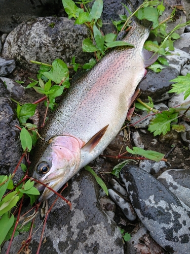 ニジマスの釣果