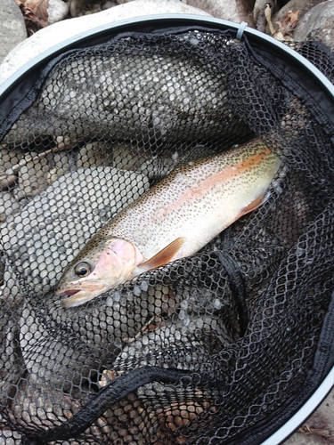 ニジマスの釣果