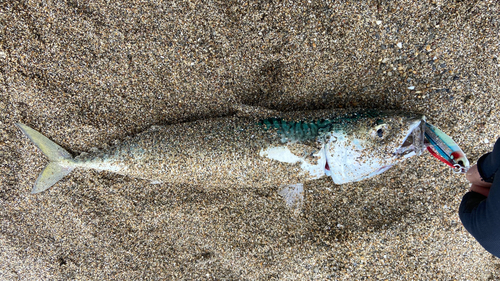 マサバの釣果