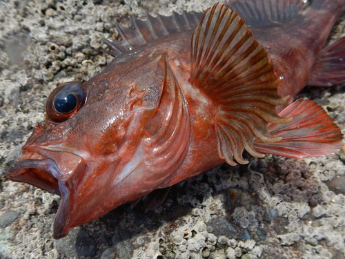 カサゴの釣果