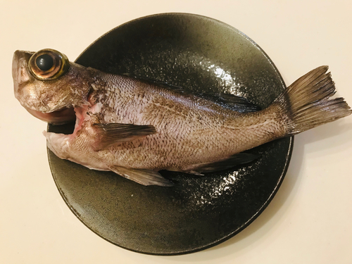 キンメバルの釣果